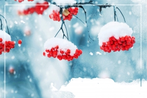 腊梅文艺景色雪松banner
