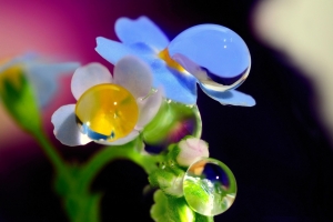 花,露水,高清图片