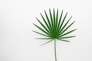 叶子 植物 极简主义 绿色 白色 4k壁纸 3840x2160