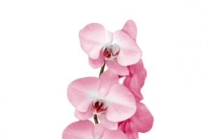 粉色插花花瓶
