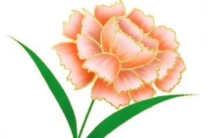 女神节一支康乃馨