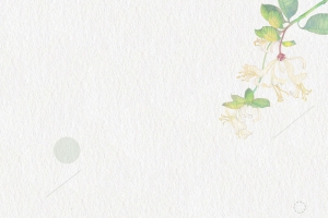 清新金银花药材花茶