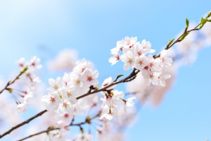 樱花4k图片