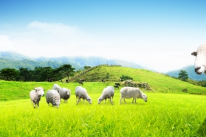 牧场背景banner