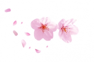 粉色桃花朵朵