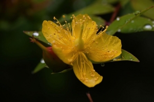 金丝桃 花 花粉 宏观 黄色 4k壁纸 3840x2160