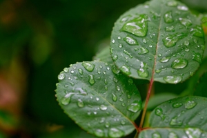 树叶 水滴 雨水 植物 宏 湿 4k壁纸 3840x2160