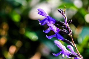 鼠尾草 鼠尾草 花 花序 花瓣 4k壁纸 3840x2160