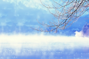 冬天雪景枝桠树木