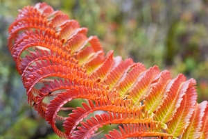 蕨类植物 叶子 红色 黄色 宏观 4k壁纸 3840x2160