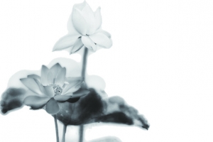 灰色水墨画荷花池毛笔字