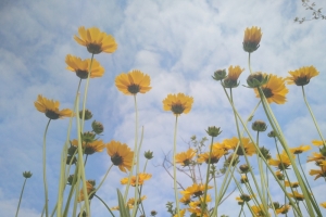 夏天的太阳花二