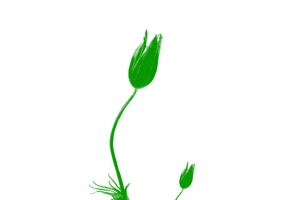 花，花瓣，花朵65