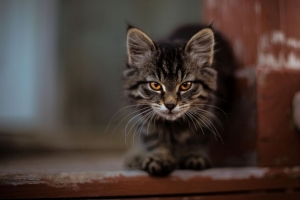 小猫 猫 蓬松 可爱的 4k壁纸 3840x2160