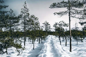 雪 路径 树木 森林 天空 冬季 4k壁纸 3840x2160