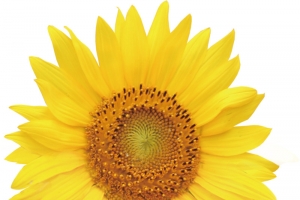 黄色向日葵正面高清PNG透明装饰元素植物设计素材免费下载
