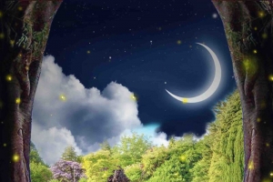 森林夜晚温馨背景