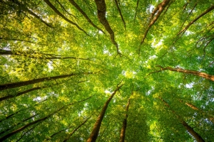 晨光 绿色 森林 树木 树叶 4K风景壁纸