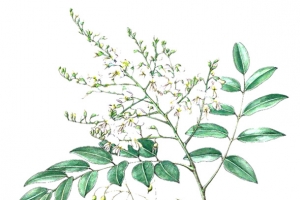 洋槐花草药