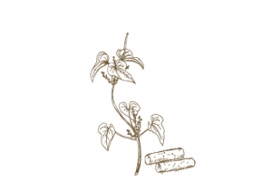 山药 线条画 手绘 素描