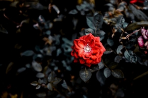 玫瑰 红色 芽 灌木 花园 4k壁纸 3840x2160
