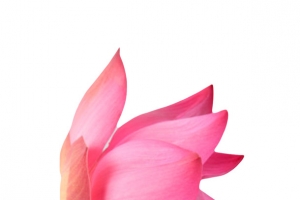 红色纯洁的放倒的水芙蓉实物