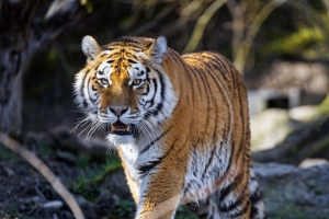 老虎 捕食者 尖牙 大猫 4k壁纸 3840x2160