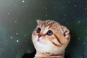 破天猫咪看星空