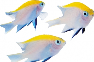 海底生物素材