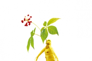 开花的人参