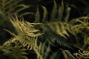 蕨类植物 树叶 绿色 宏观 4k壁纸 3840x2160
