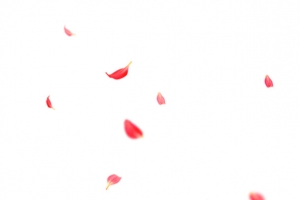 红色散落的花瓣免抠素材