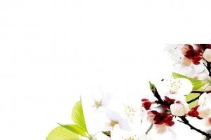 桃花梨花开