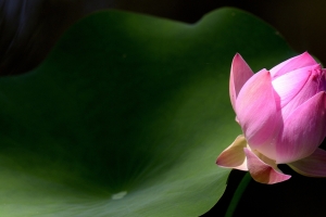 莲花,叶子,3840x2160壁纸