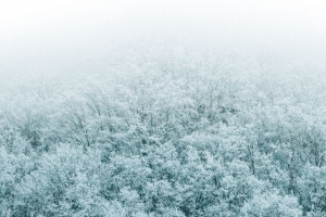 森林 冬天 鸟瞰图 树木 雪地 4k壁纸 3840x2160