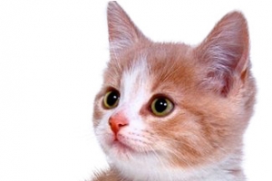 可爱的猫咪动物猫咪