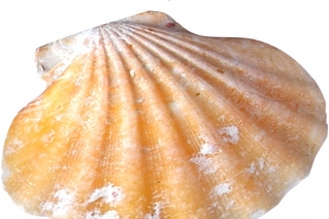 海底世界贝壳
