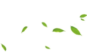 绿色漂浮的树叶