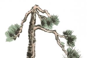 一棵青松png