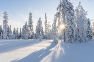 冬日 冬天 雪地 阳光 摄影图