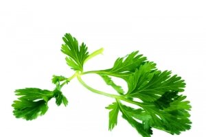 法国香菜欧芹