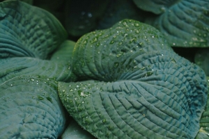 树叶 水滴 露水 植物 宏观 4k壁纸 3840x2160