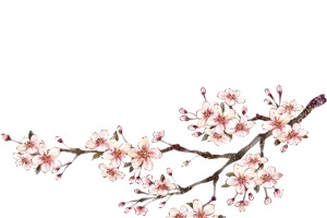 中国风水墨梅花素材
