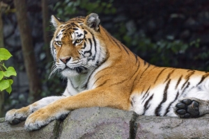 西伯利亚虎 老虎 捕食者 大猫 动物 4k壁纸 3840x2160