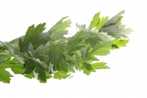 艾草