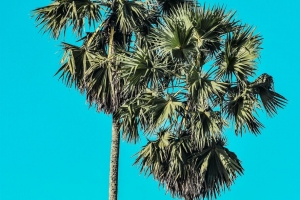 棕榈树 夏天 极简主义 4k壁纸 3840x2160