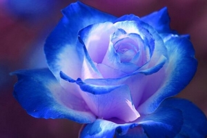 唯美蓝色玫瑰花壁纸
