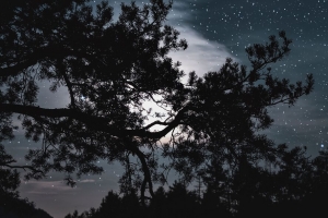 树 星空 星星 夜晚 云 4k壁纸 3840x2160