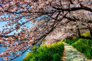 油菜地里的樱花树