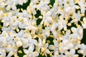 花 花瓣 接骨木 白色 4k壁纸 3840x2160